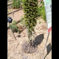 Echium Wildpretti (fam Boraginacees) (Canaries) (12)
